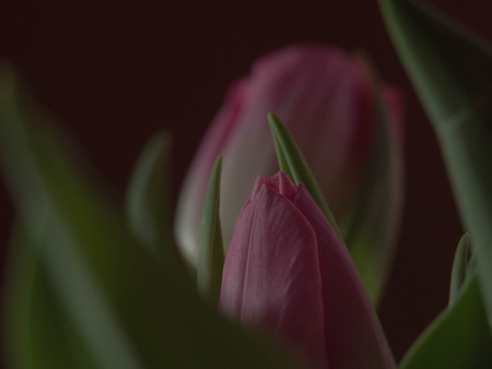blurred pink tulip - spring time concept, greeting cardの写真素材