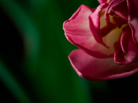 blurred tulip on green background. Copy space for the text. Greeting card for Women's Day or...