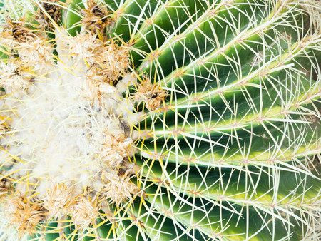 Thorn of Golden barrel cactus or Echinocactus grusonii Hildm, this is the desert tree which were...