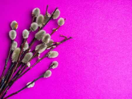 Beautiful pussy willow flowers branches on pink backgroundの写真素材