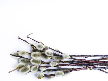 Spring branches Catkins Willow isolated on white background with copy space, easter conceptの写真素材