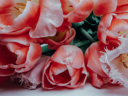 Live coral color of the year 2019 on the minimum composition, the pattern of bouquet of tulips,...