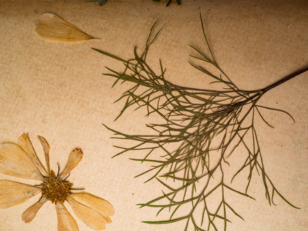 Beautiful dried flowers in notebook on old backgroundの写真素材