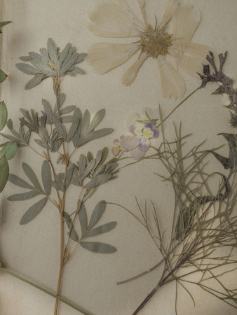 Composition with flowers and dry up plants on notebooks on table close up, blurredの写真素材