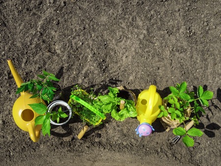 Gardening tools, soil, seedlings. Spring in the garden with copy spaceの写真素材