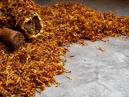 two cuban cigars and dry tobacco backgroundの写真素材