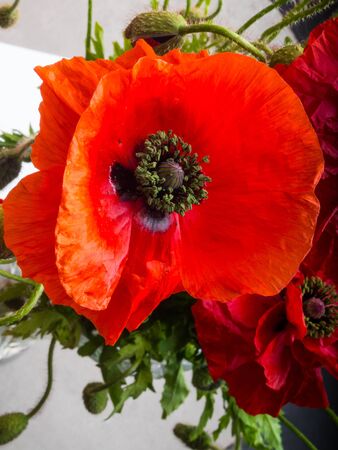Bouquet of red poppiesの写真素材