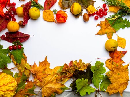 Autumn Thanksgiving Background, colored leaves, red viburnum, acorn, physalis, pumpkin, cydonia with...