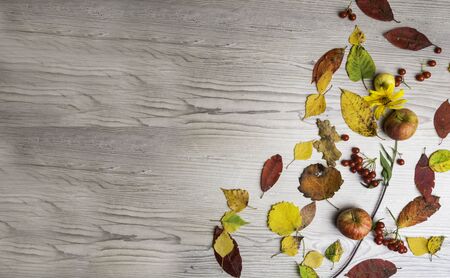 Autumn Thanksgiving Background, with colorful mixed leaves, copy space. Mockup for seasonal offer top viewの写真素材