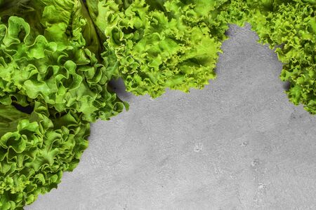 Green leaf salad lettuce on grey concrete background, copy space for text, recipe, menu or products. Clean eating, vegetarian vegan diet conceptの写真素材