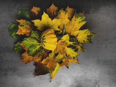 Pumpkin and autumn colorful leaves on a old concrete table, copy space