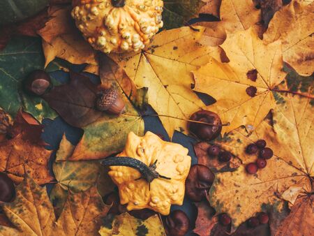 Autumn multicolored leaves and pumpkins, acorns, chesnut, thanksgiving and autumn holiday concept...