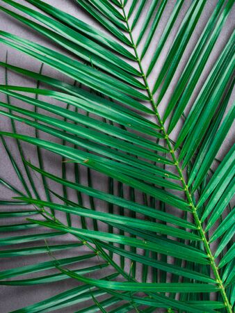Summer composition. Tropical palm leaves on grey background. Summer concept. Top view, Close up