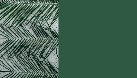 Striped of tropical palm leaf, Vintage tone, Natural pattern, Exotic plant