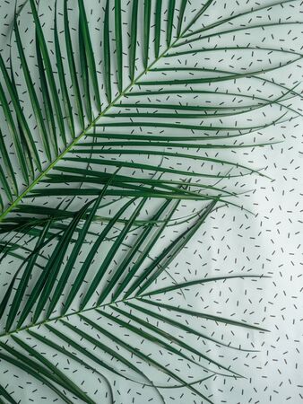 Striped of tropical palm leaf, Vintage tone, Natural pattern, Exotic plant