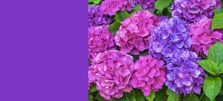 Banner of Purple Hydrangea flower (Hydrangea macrophylla) in a garden, postcard, copy space