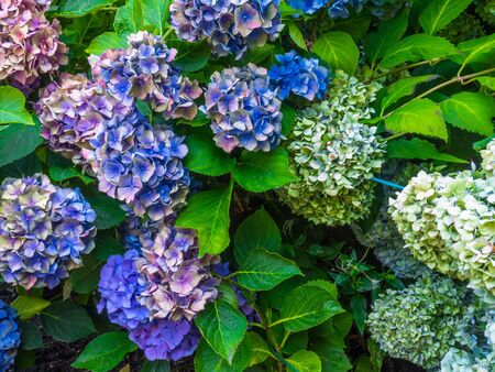 Beautiful Flowers hydrangea . Colorful, Pink and purple hydrangeas. Breathe in aroma of spring. Postcardの写真素材