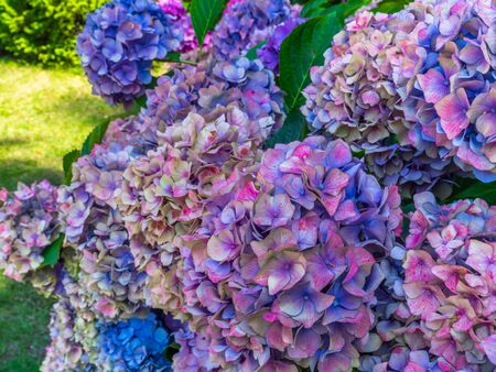 Beautiful Colorful Hydrangea, selective focus. Beauty in nature. Hydrangea macrophylla , close upの写真素材