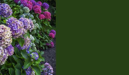 Beautiful Colorful Hydrangea, selective focus. Beauty in nature. Hydrangea macrophylla , close up