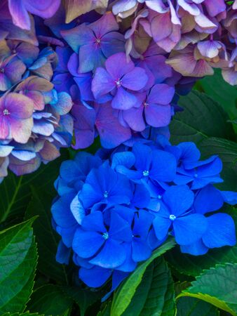 Blue Hydrangea macrophylla or Hortensia flower with variations color blue to purple. Selective focus. Close upの写真素材