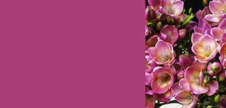 banner of pink blooming freesias background, greeting card for summer and spring and holidays copy spaceの写真素材