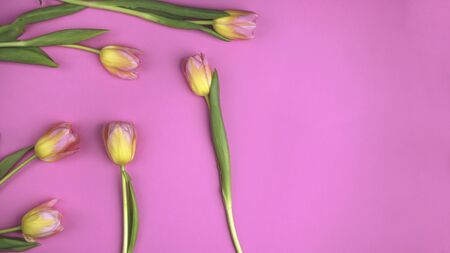 Beautiful floral pattern with yellow tulips, green leaves, on pink background. Flat lay, top view. Spring holiday concept. Bannerの写真素材