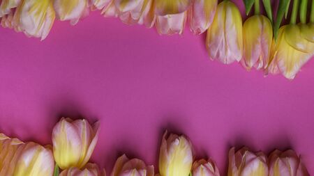 Beautiful floral pattern with yellow tulips, green leaves, on pink background. Flat lay, top view....