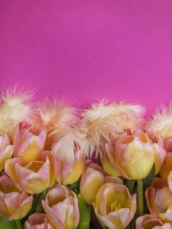 Festive background with yellow pink tulips, soft feathers, good template for your design, Easter template, spring conceptの写真素材