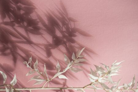 White branch on pastel pink background, trendy shadow. Mockup. Empty place for inspirational,...