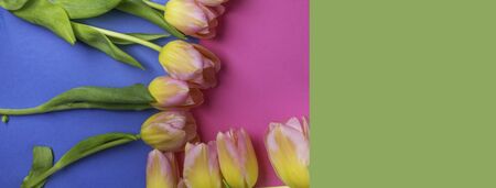fresh beautiful multi color tulips on violet pink blue and green background, spring holidays...