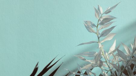 White branch on pastel blue background, trendy shadow. y Place for text, greeting. Spring holiday...