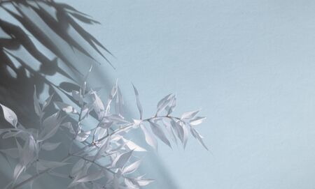 White branch on pastel blue background, trendy shadow. y Place for text, greeting. Spring holiday...