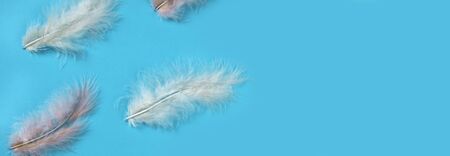 Soft, fluffy pastel color feathers on blue background. Easter or spring holiday concept. Minimalism pattern. Banner, copy spaceの写真素材