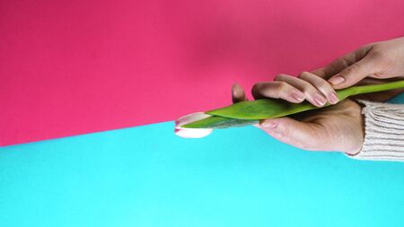 One tulip in women hands with beautiful manicure on pink and blue background, copy space, flat lay, aboveの写真素材