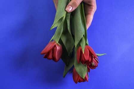 Female hand holding red beautiful tulips in trendy blue background. Creative art greeting cardの写真素材