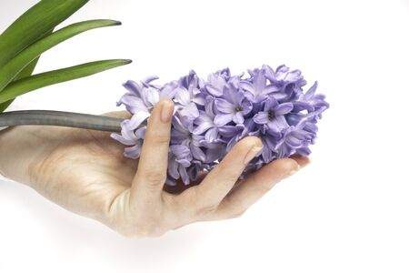 A beautiful women hand with manicure holds a fresh hyacinth flower on a white background. Side view. March 8, women's day holiday card. Spa and womens theme concept Copy space. Horizontal orientation.の写真素材