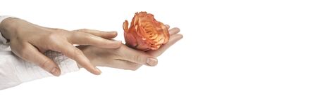 orange rose in women hands with manicure on white background