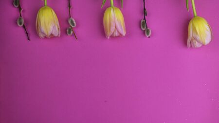 beautiful composition with easter eggs, willow and yellow tulips flowers on pink background with copy spaceの写真素材