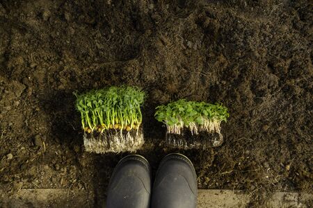 microgreens seedlings in soil with gardening rubber boots, hoe, healthy organic food concept,...