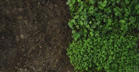 fresh sprouts of vegetable, microgreen on land, healthy eating concept, selective focus