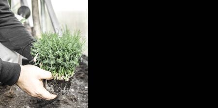 green microgreens pea seedlings sprout in senior farmer man hands with soil, planting salad in vegetable gardenの写真素材