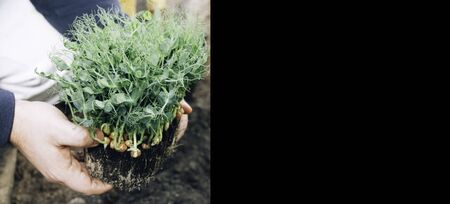 green microgreens pea seedlings sprout in senior farmer man hands with soil, planting salad in vegetable gardenの写真素材