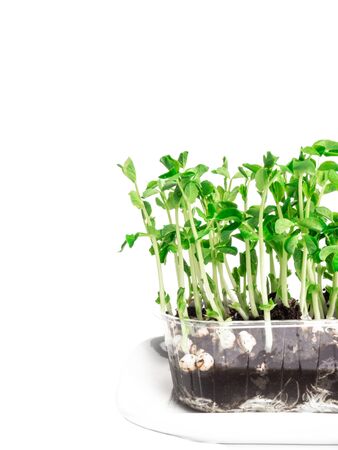 Garden fast growing green pea micro sprouts, rich in antioxidants, vitamin, fiber, healthy food conceptの写真素材