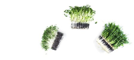 Growing microgreens sprouts on white background, assortment of baby sprouts, mockup for healthy...