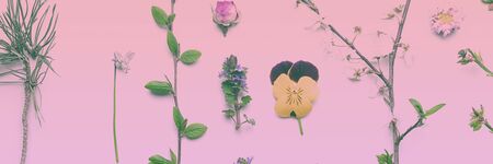 blurred herbal leaf and flower over pink gradient toned background, natural herbal medicine, homeopathic conceptの写真素材