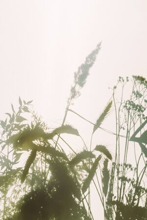 Shadows of flowers and grass from sunny lights on a white semi-transparent cloth, Abstract Background Summer Wildflowers Shadows Light, Neutral Nature Concept. Creative toned. Copy space.の写真素材