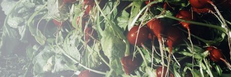 bunch of freshly harvested organic radishes. Growing seasonal vegetables, from the garden, for sale...