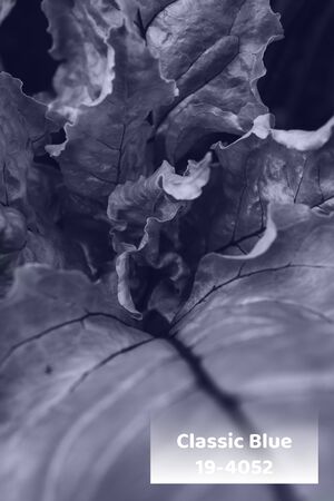 Trrendy color 2020 beautiful plant leaves, for design. Classic blue backgroundの写真素材