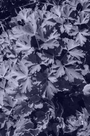 Trrendy color 2020 beautiful plant leaves, for design. Classic blue backgroundの写真素材