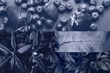 Trendy Collage toned in classic blue with flowers, leaves, berries Concept of color of the 2020 year.の写真素材